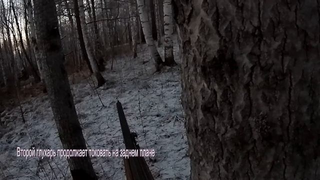 ВОТ ЭТО ТОК! ГЛУХАРИ КРУГОМ! Охота на глухаря на току. Весенняя охота на глухаря с подхода под песн смотреть онлайн