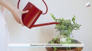 Как живут растения