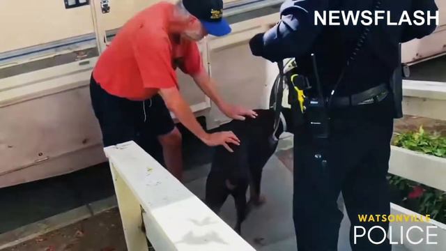 Tearful Old Man Reunited With Lost Doberman смотреть онлайн