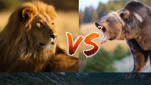 #Лев против Гризли// Lion against grizzly// Animals Battle// смотреть онлайн