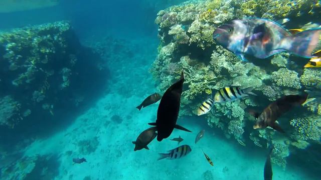 Коралловые рифы Красного моря. Egypt. Red sea смотреть онлайн