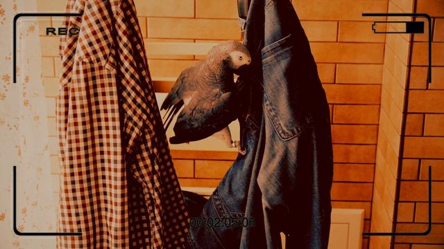 У нас в доме завелась КРЫСА?ЖАКО ПЕТРУНЯ ?funny animal videos смотреть онлайн