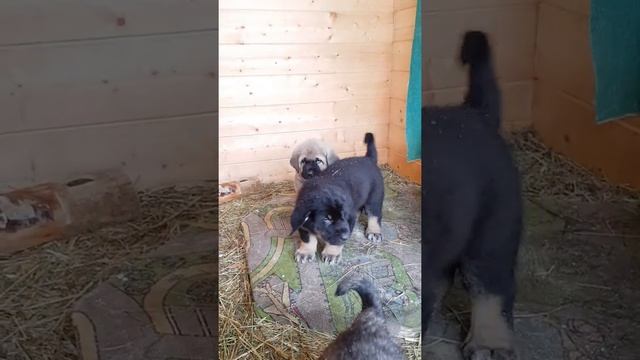 Щенки Испанского Мастифа 20 секунд из жизни в вольере смотреть онлайн