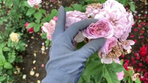 Голубая плетистая роза «Лавандовый букет»(Lavender Bouquet) Norihiro Yajima, Япония 2013