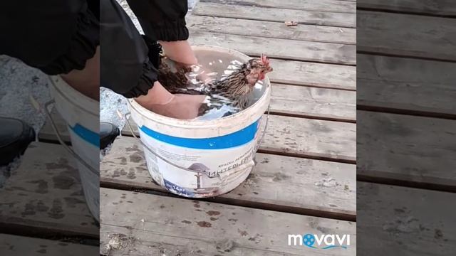 Как отучить курицу парить яйца смотреть онлайн