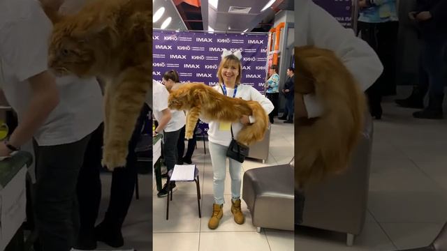 Vinsent Vega -maine coon cats show смотреть онлайн