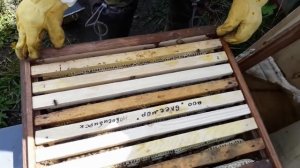 7. Развитие от пчелопакета до пчелосемьи