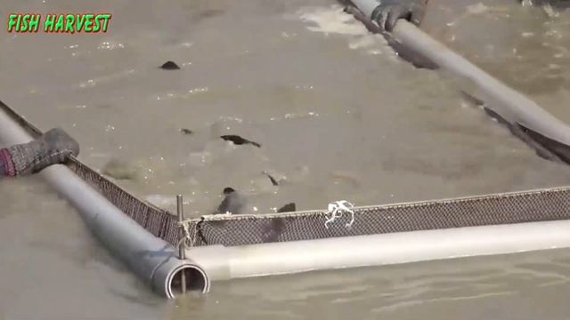 Amazing Grouper Farm - Harvesting Grouper in Aquaculture Pond смотреть онлайн