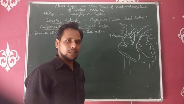 Class 11 Regulations of Cardiac Activity смотреть онлайн