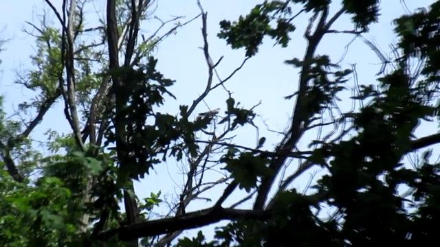Cuckoo bird song, sound, call, voice. Cuckoo is a pretty bird. Nature sounds. Ukraine смотреть онлайн