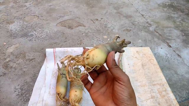 Adenium Arabicum variety / Black 🖤 Adenium Best 🖤♥️#adenium #youtube смотреть онлайн