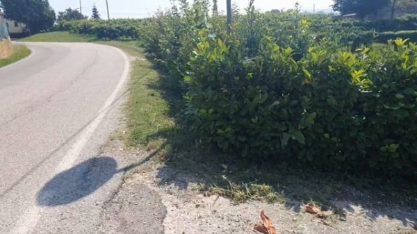 Италия виноградники ,prosecco итальянское, стройная в 56лет