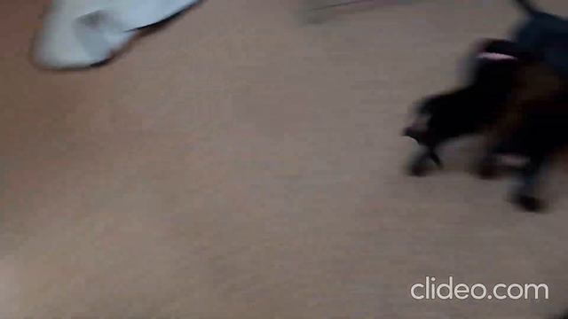 Щенки таксы, 2 месяца. смотреть онлайн