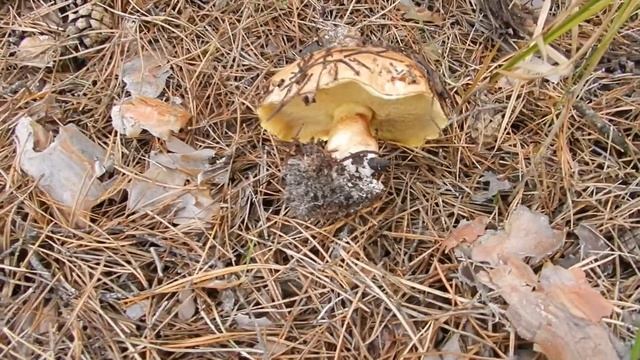 Сбор грибов в октябре. Собираем маслята