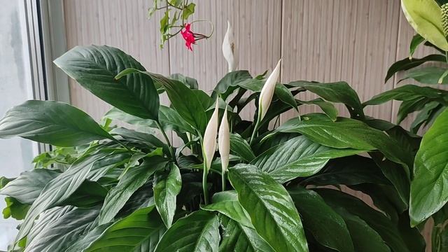 Спатифиллум, Монокалий Фосфат для Цветения смотреть онлайн