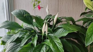 Спатифиллум, Монокалий Фосфат для Цветения