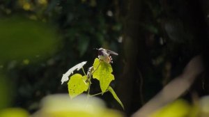 Птицы: факты, которые нас удивили. Куда пропадают синицы и зачем птицам когти на крыльях.