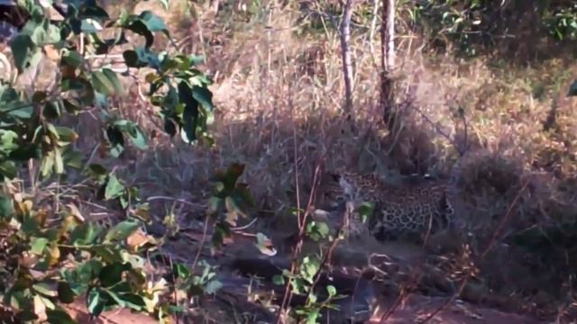 OMG : Big Snake Attack Lleopard || Giant Python Attack Leopard || Leopards vs Python Snake смотреть онлайн