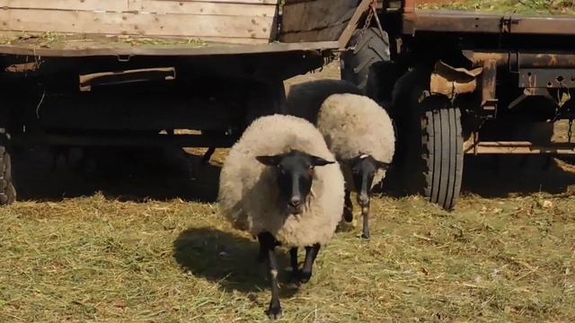 сколько лет живут романовские овцы???? смотреть онлайн