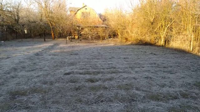 Акита-Ину и Такса прогулка друзей смотреть онлайн