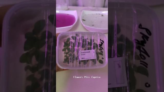 Метельчатая гортензия Скайфол. Распаковка МикроРастений смотреть онлайн