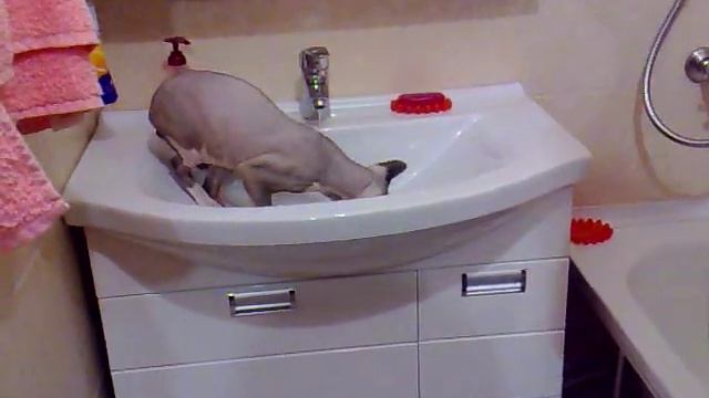 Канадский Сфинкс. Орландо. 