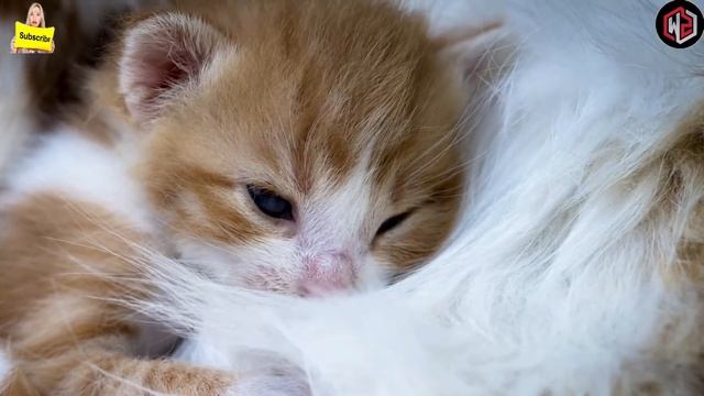 When Rescuers Looked Closer At This Cat Mothering Kittens, They Realized They’d Made A Big Mistake смотреть онлайн