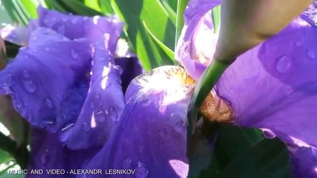 Можно Слушать и смотреть Бесконечно! Музыка – это лекарство для души! Очень Красивая музыка и видео смотреть онлайн