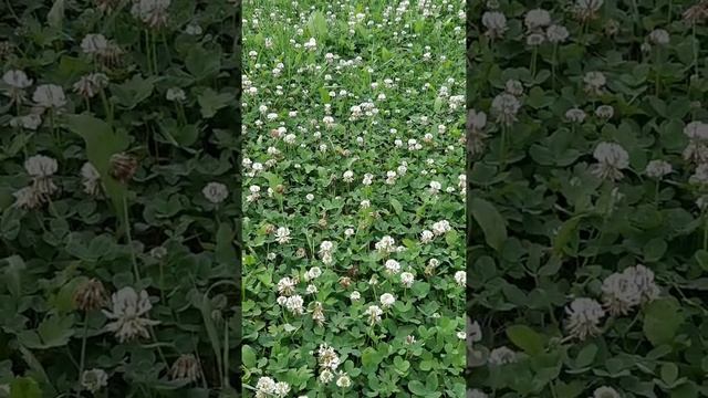 Разные сорта липы на стационарной пасеке. смотреть онлайн