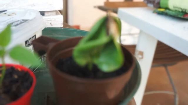 Come coltivare avocado, kiwi e zucca. Dal seme alla pianta (3). I semi ritrovati смотреть онлайн