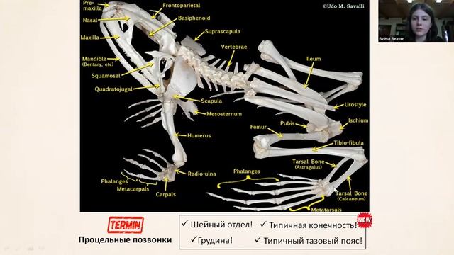 Эволюция скелета позвоночных // Открытый интенсив по олимпиадной биологии смотреть онлайн