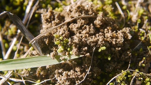 土にもぐるヒメハラナガツチバチ Campsomeris annulata ♀ смотреть онлайн