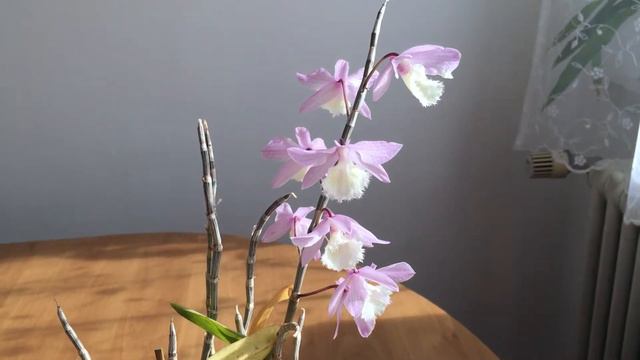 😻 🌸Орхидея Цветущие палки:)Дендробиум афиллум / Dendrobium Aphyllum Dendrobium Pierardii март 2019