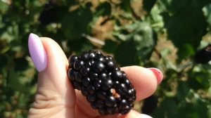 Ежевика плодоношение в Подмосковье, на 1 августа. Сорт Натчез, просто должен быть