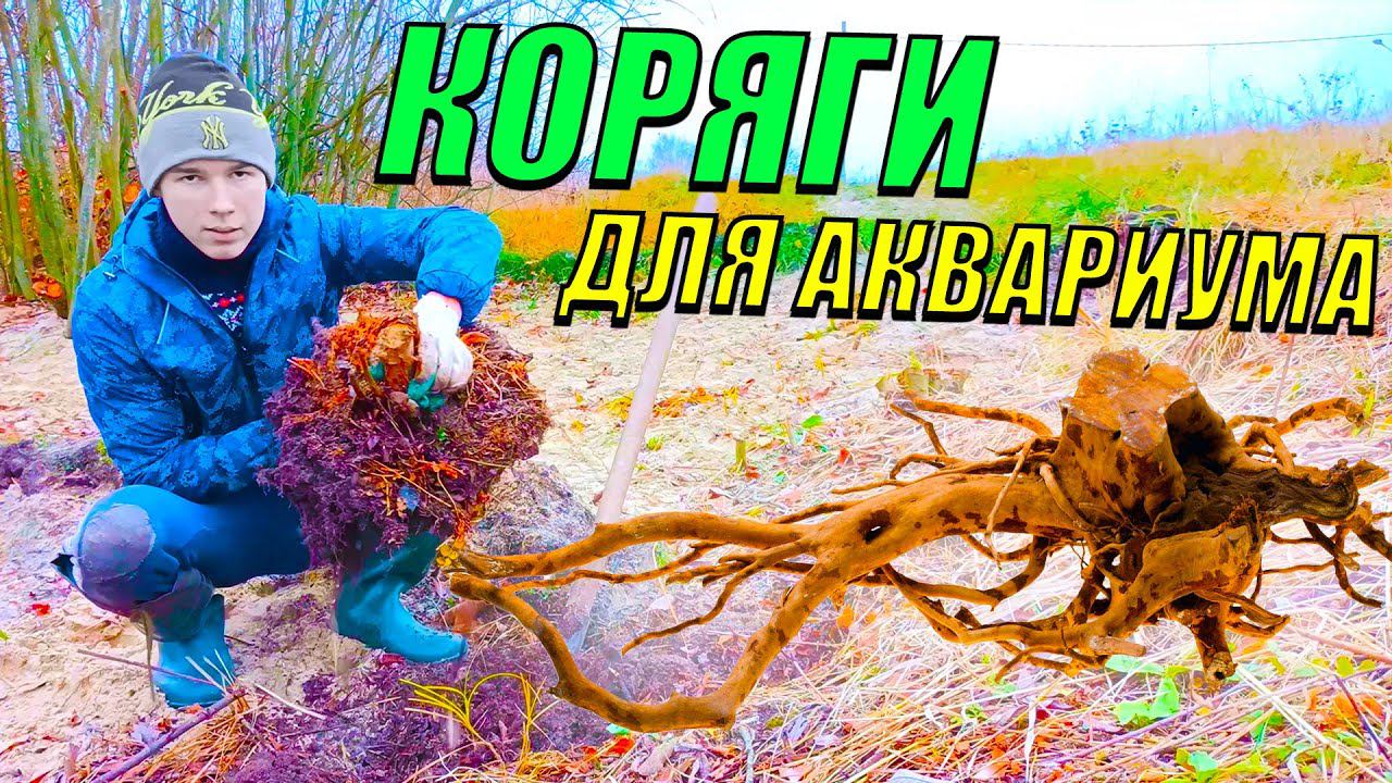 Коряги для аквариума СВОИМИ РУКАМИ! смотреть онлайн
