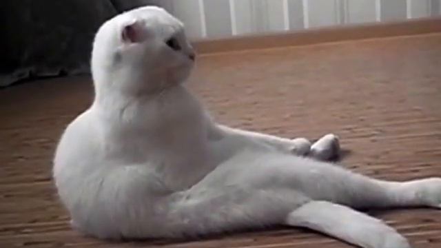 Kitten sitting like a human (котенок сидит как человек) смотреть онлайн