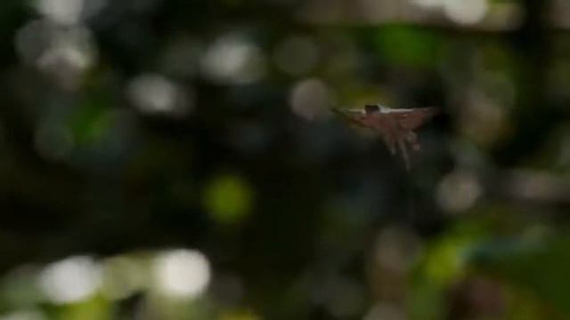 ДРАКОНЫ В РЕАЛЬНОЙ ЖИЗНИ 9 ЖИВОТНЫХ, КОТОРЫЕ ПОХОЖИ НА ДРАКОНОВ смотреть онлайн