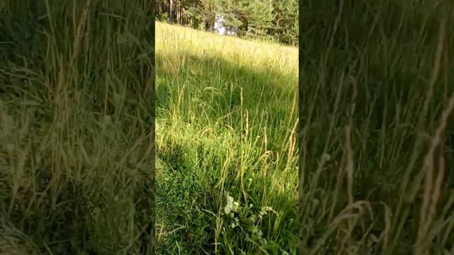 Отдых с ночёвкой в полатках в сосновом лесу,на берегу реки смотреть онлайн