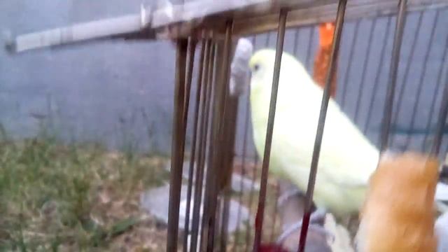 Попугай ест клубнику и ромашку смотреть онлайн