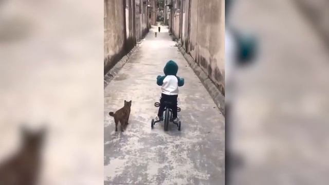 INSPIRATIONAL !! Cats protecting babies and owners away from danger смотреть онлайн