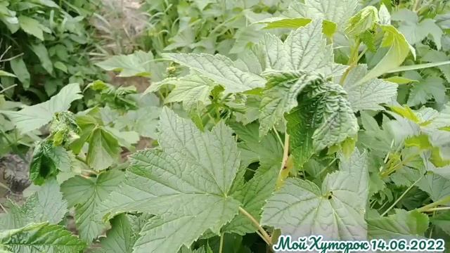 Наша жизнь деревенская по выходным.