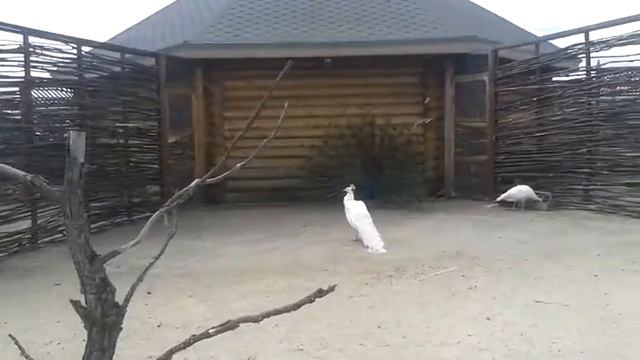 Зоопарк. Часть-2 смотреть онлайн