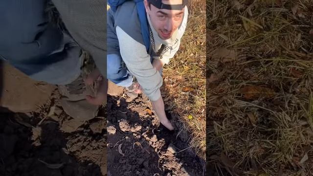 Наши камеры сняли как во двор пробралась змея… смотреть онлайн