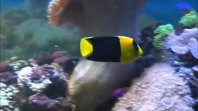 Аквариум новосибирского зоопарка смотреть онлайн