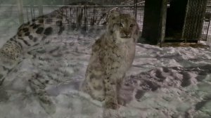 Ура!Домик для Рыси Лады привезли!)