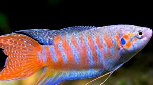 МАКРОПОД- РАЙСКАЯ РЫБКА. СОДЕРЖАНИЕ И РАЗВЕДЕНИЕ.