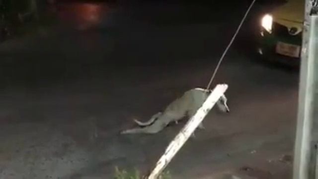 У СОБАКИ ОТКАЗАЛИ ЛАПЫ ОНА БЕДНАЯ И ПЕЧАЛЬНАЯ( Видео прикол)