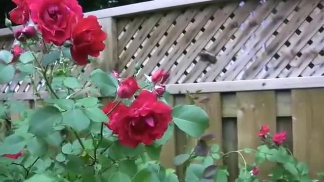 Loud Buzzing Bumblebee Works a Champlain Rose смотреть онлайн