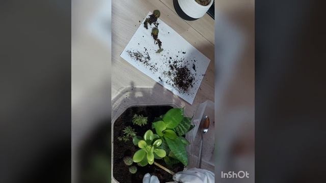 мини-флорариум или минисадик своими руками смотреть онлайн