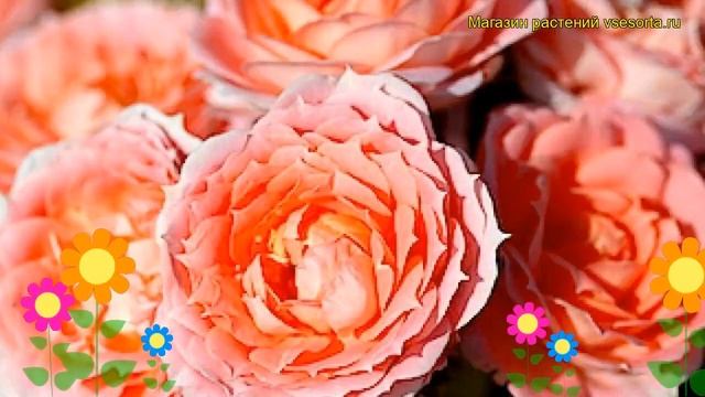 Роза патио Сила цветов (Флауер Пауер). Краткий обзор, описание характеристик Flower Power смотреть онлайн